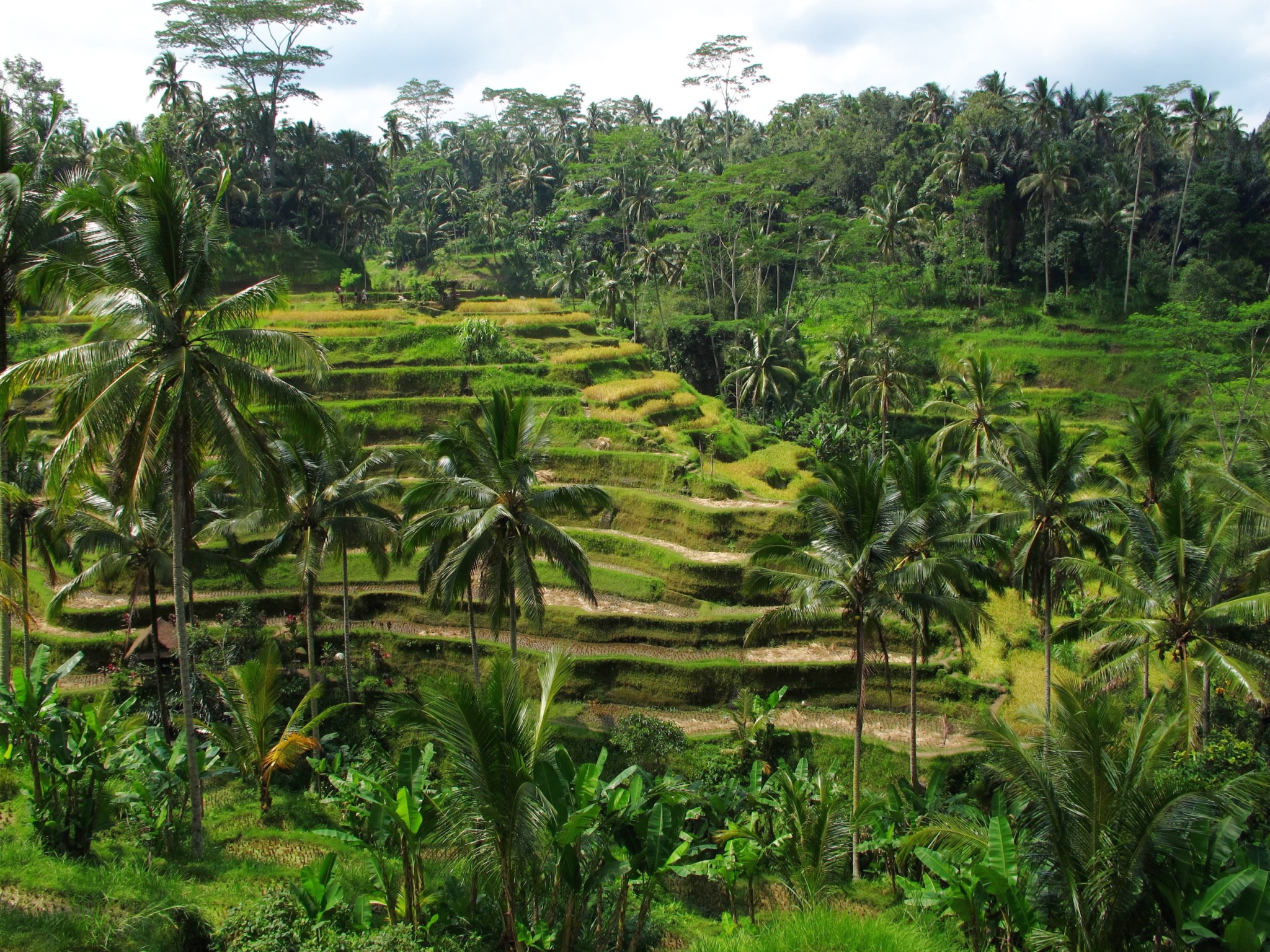 die berühmten Reisterrasssen auf Bali